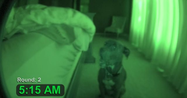 pit-bull-night-vision
